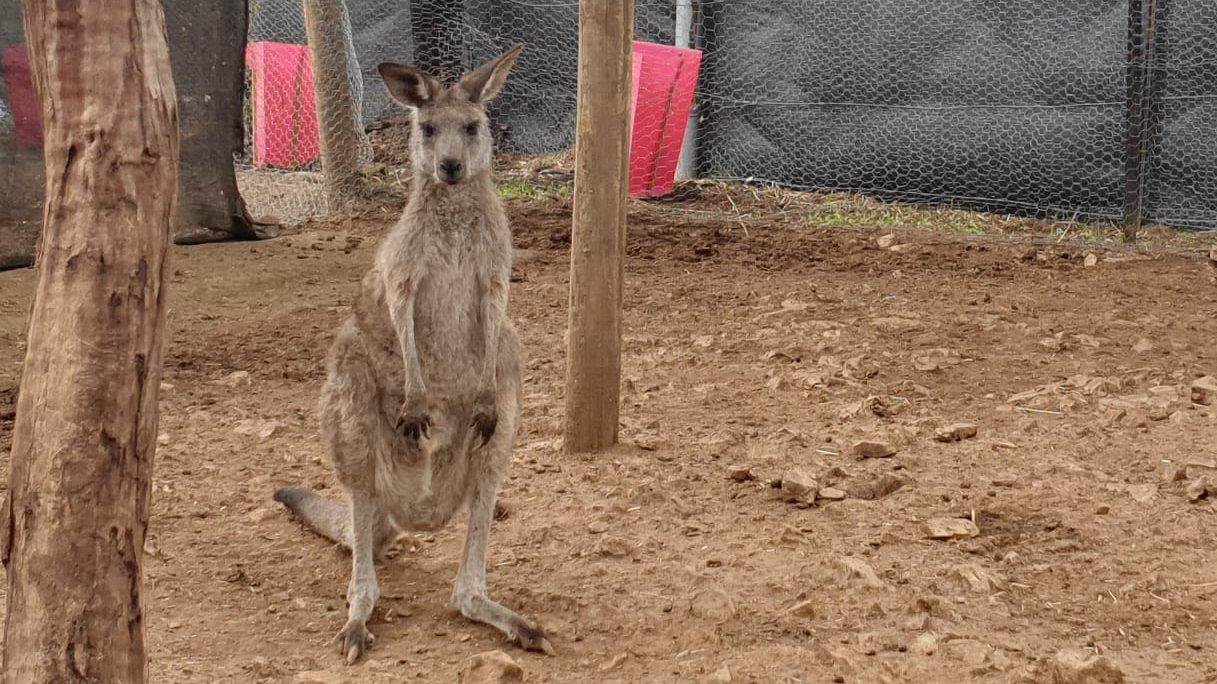 Monitoring Kangaroos at Possumwood Wildlife & Research Centre