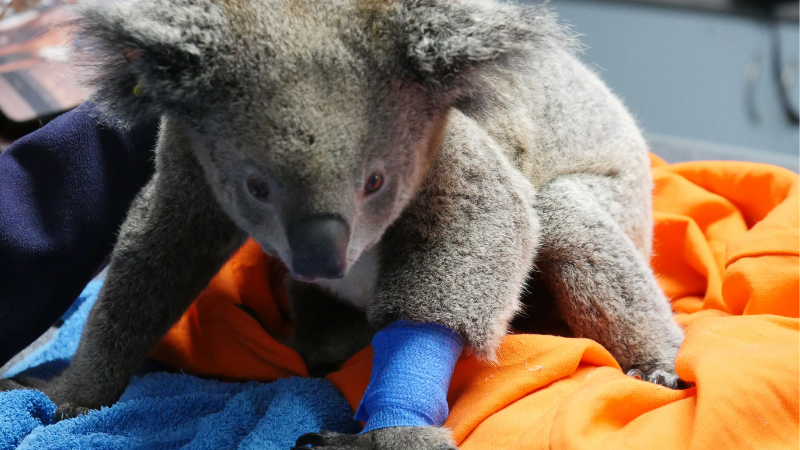 WirelessZoo at the Koala Hospital